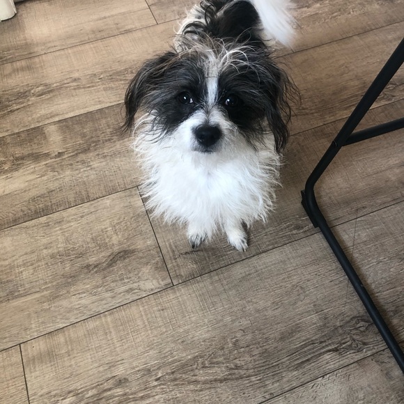 Meet your Posher, Liliana - Picture 8 of 10